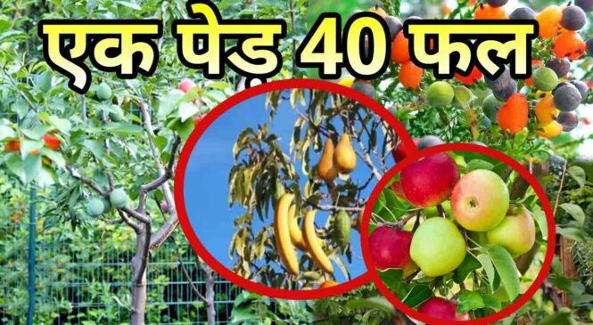 एक ऐसा पेड़ जिसपर 40 तरह के फल  एक साथ लगते है – Tree of 40 Fruit